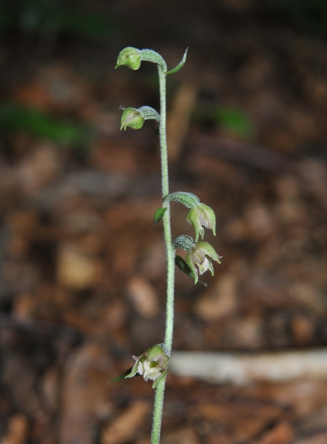 ...alla fiera delle Epipactis!